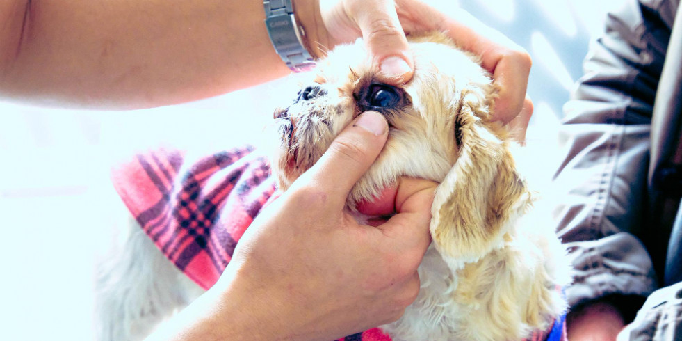 Alertan de que la dexametasona aumenta la resistencia antibiótica de los colirios en las conjuntivitis caninas