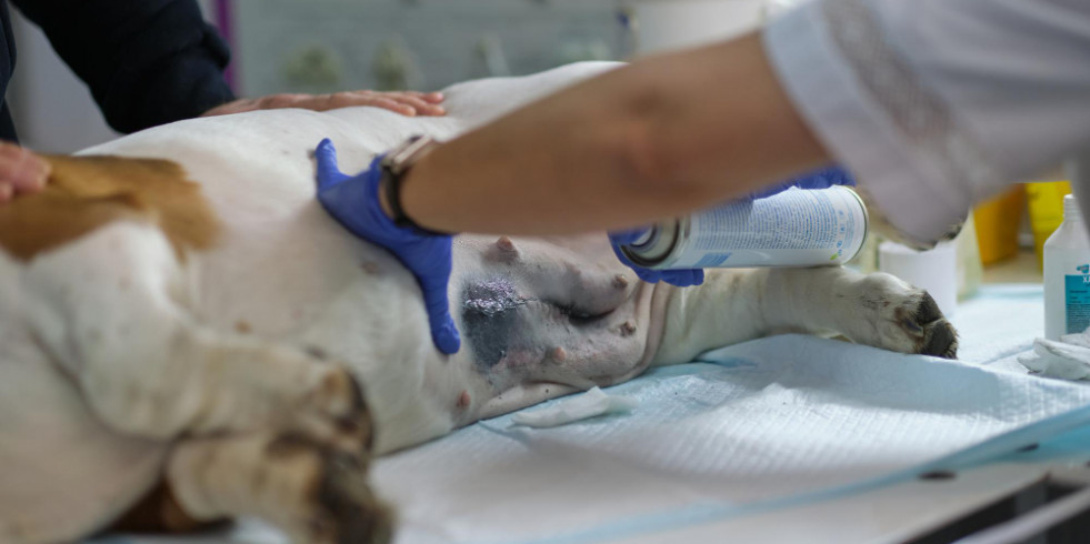La actividad del cannabidiol en la esterilización canina probada en México apoya su uso como analgésico