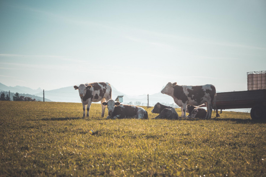 Síndrome de la vaca repetidora España