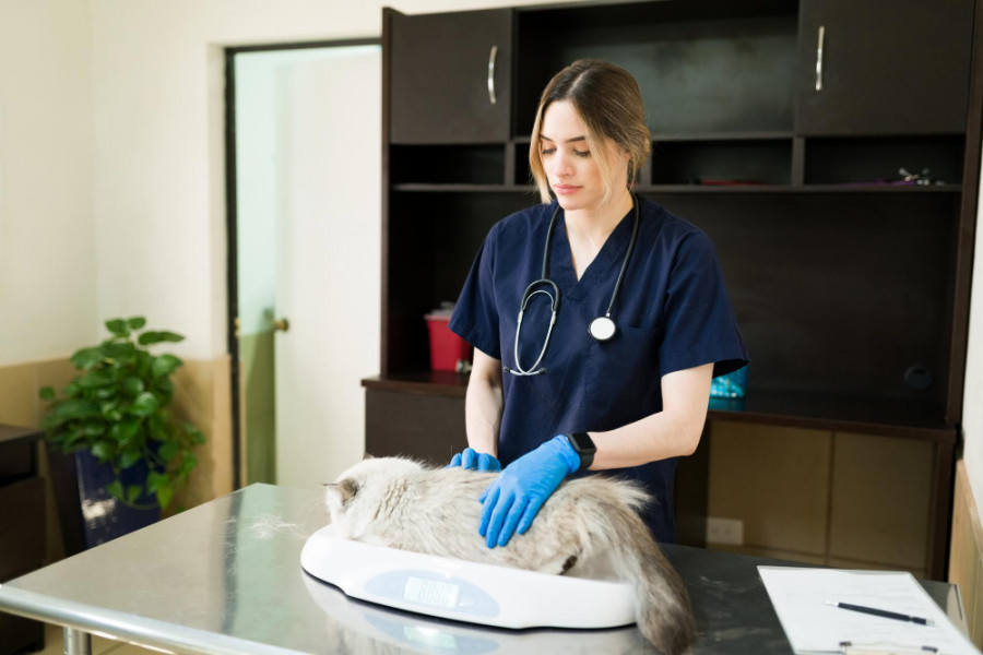 Convocan un premio para jóvenes veterinarios prometedores del campo de las enfermedades infecciosas felinas