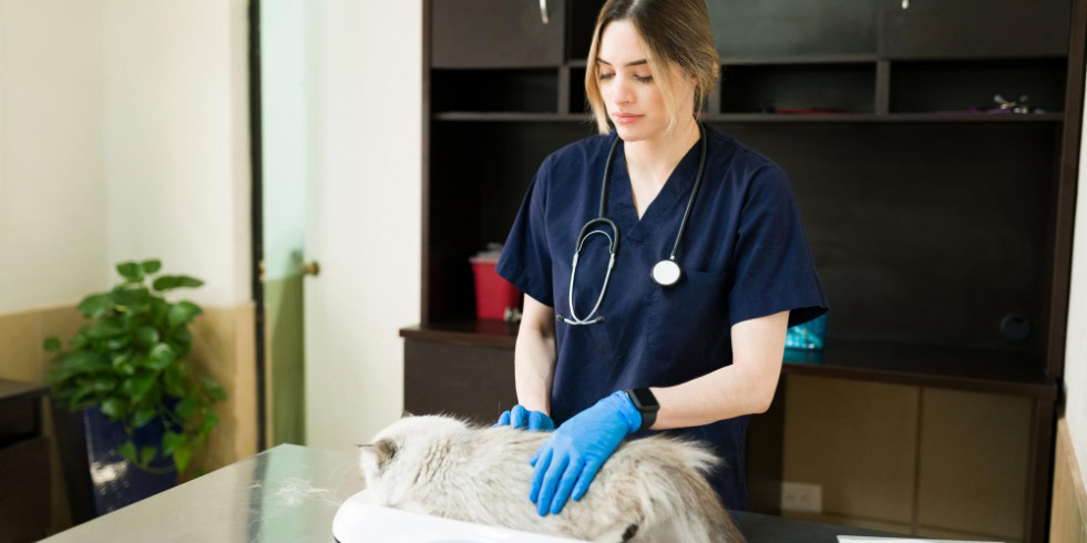 Convocan un premio para jóvenes veterinarios prometedores del campo de las enfermedades infecciosas felinas