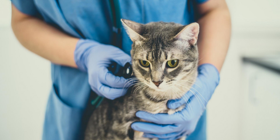 Un innovador y sencillo método para detener el ronroneo en los gatos durante la exploración cardiaca