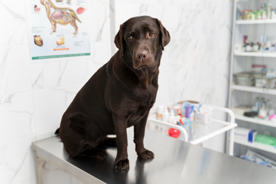 Razas de perros  riesgo de insulinoma