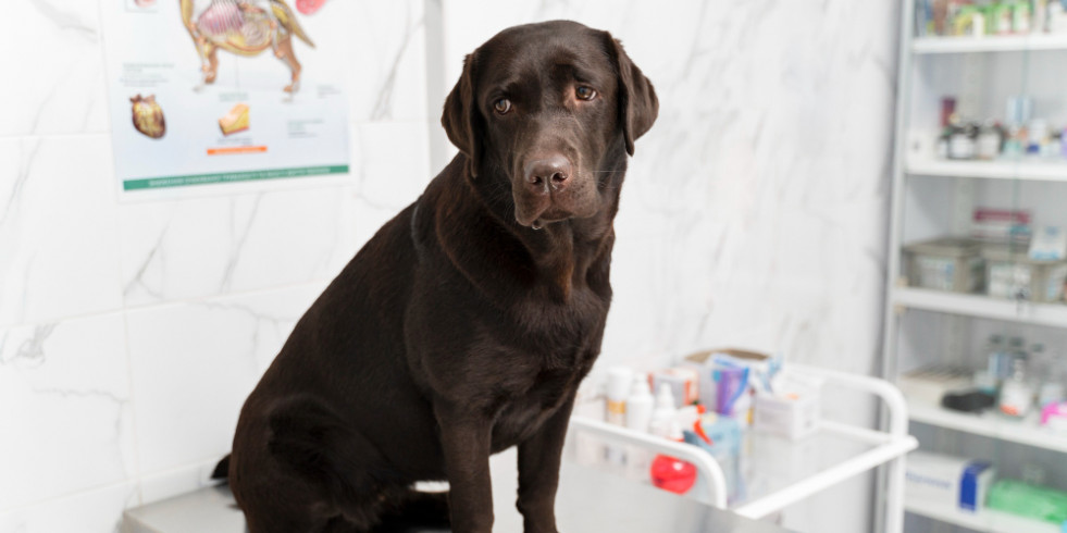 Una nueva investigación descubre las razas de perros con mayor riesgo de insulinoma