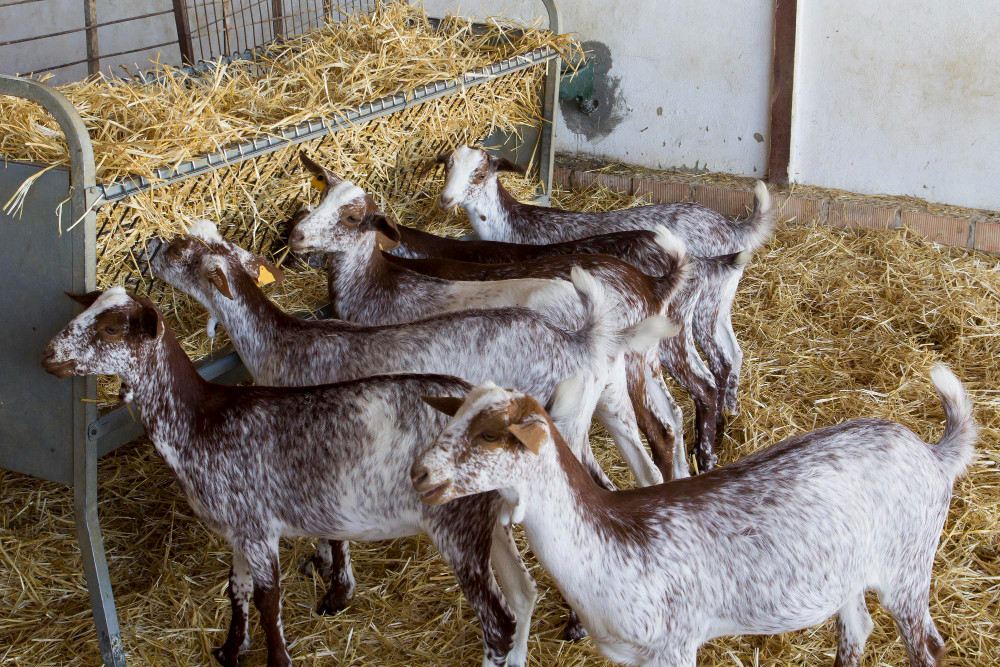 Españoles confirman la utilidad de la necropsia en el manejo de la tuberculosis caprina