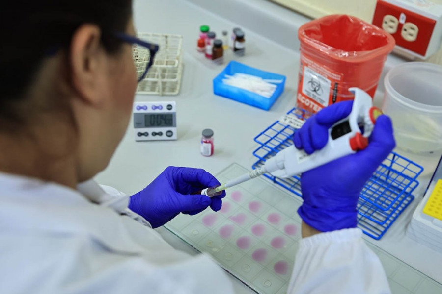 Gusano barrenador ganado laboratorio