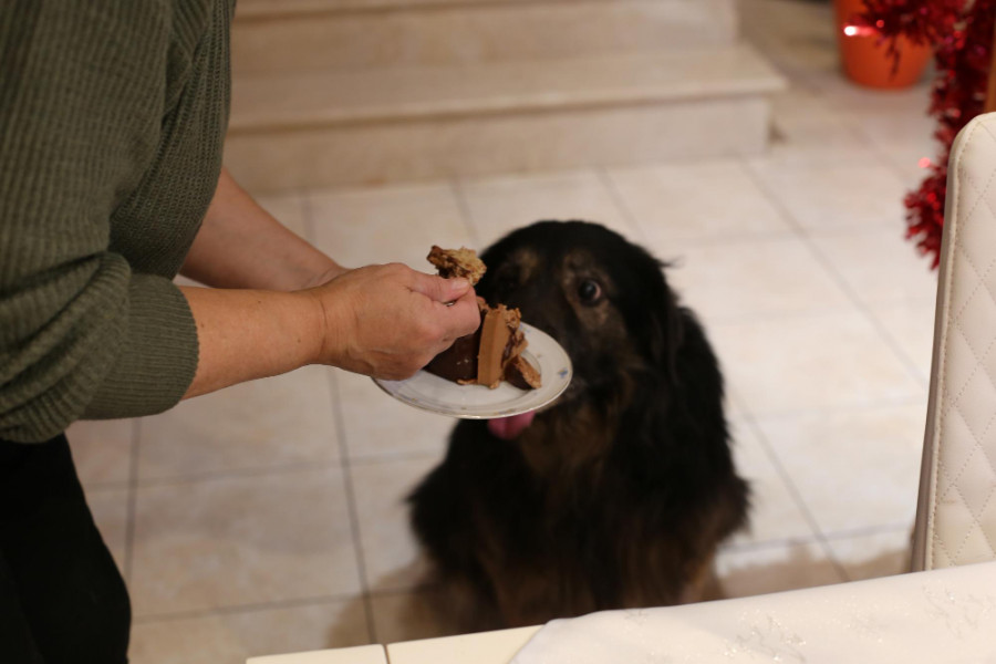 España carne cruda mascotas