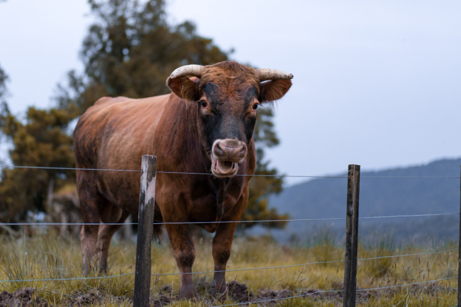 Barrido tuberculosis bovina california sur