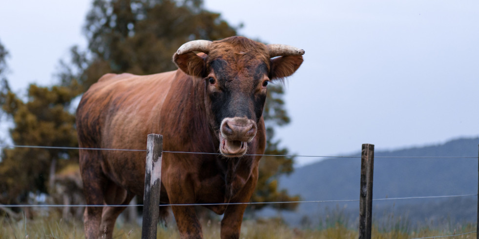 Avanza el barrido de tuberculosis bovina en Baja California Sur
