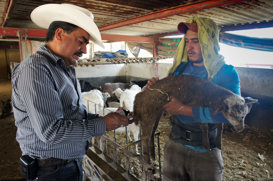 México continúa siendo uno de los ocho países con mejor estatus zoosanitario del mundo