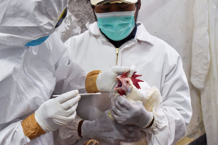 Vacunación influenza Aviar México