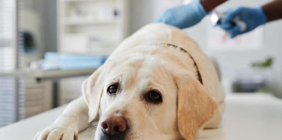 Alertan del uso excesivo de esomeprazol en perros ante una extraña alteración asociada a su uso