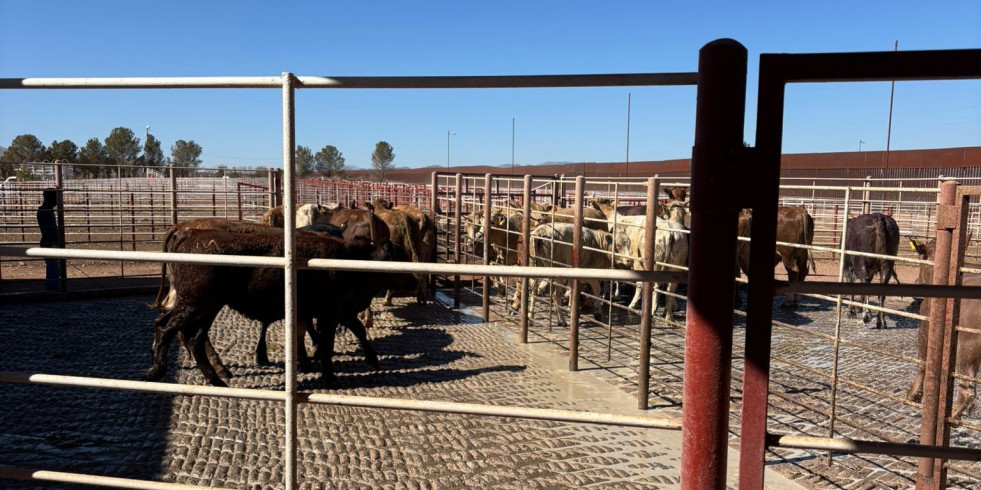 Cruza el primer lote de bovinos de Sonora, México a Estados Unidos tras cierre por el gusano barrenador del ganado
