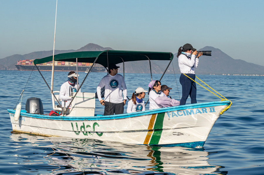 Realizan monitoreo de mamíferos marinos en costas de Colima: 