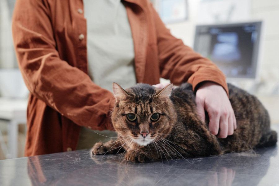 PIF gato radiografia