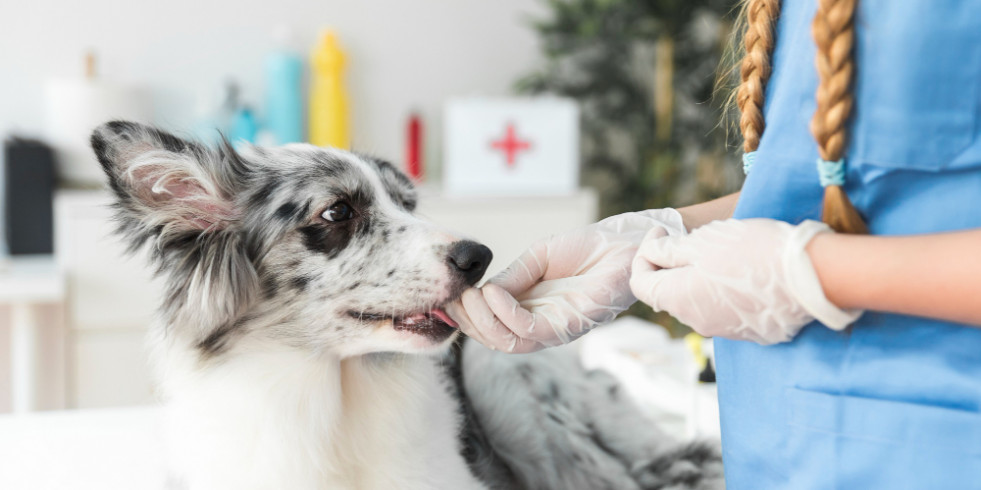 Un compuesto natural mejora la eficacia del alopurinol para tratar la leishmaniosis canina