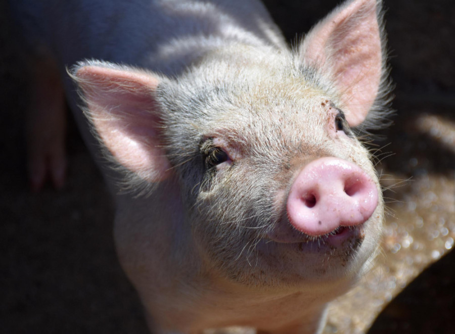 Descubren un nuevo tratamiento potencial contra el virus del síndrome reproductivo y respiratorio porcino