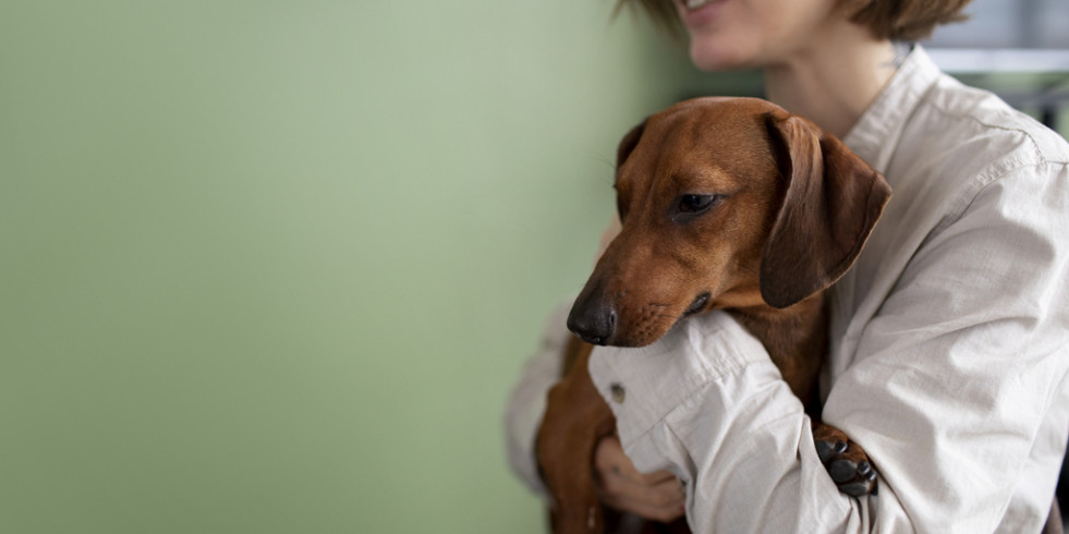 Dechra lanza nuevas presentaciones de Canitroid, diseñado para tratar el hipotiroidismo canino