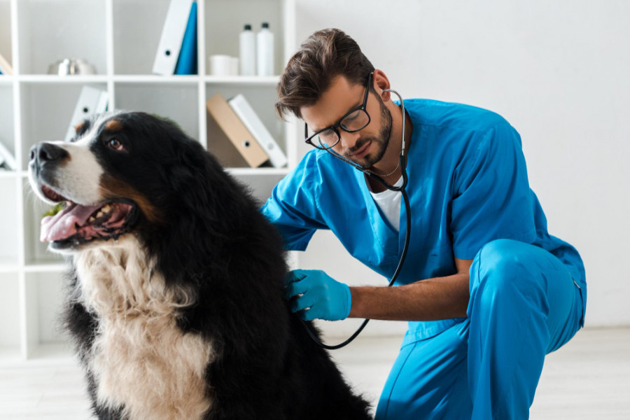 Torsión y vólvulo colónico perros