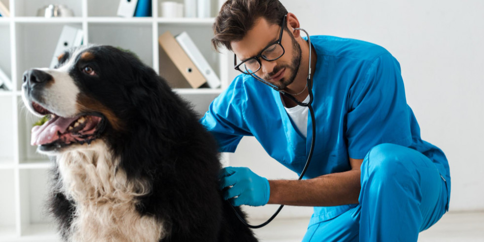 Cambio de paradigma: proponen un buen pronóstico en perros con torsión y vólvulo colónico