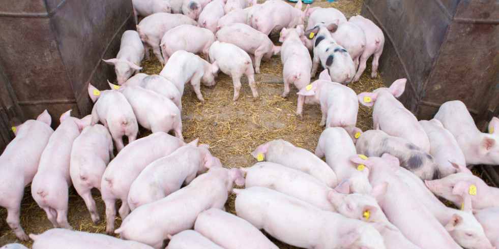 Veterinarios españoles estudian en porcino una extraña anomalía congénita que afecta a los humanos