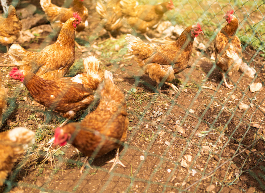 Campylobacteriosis en pollos