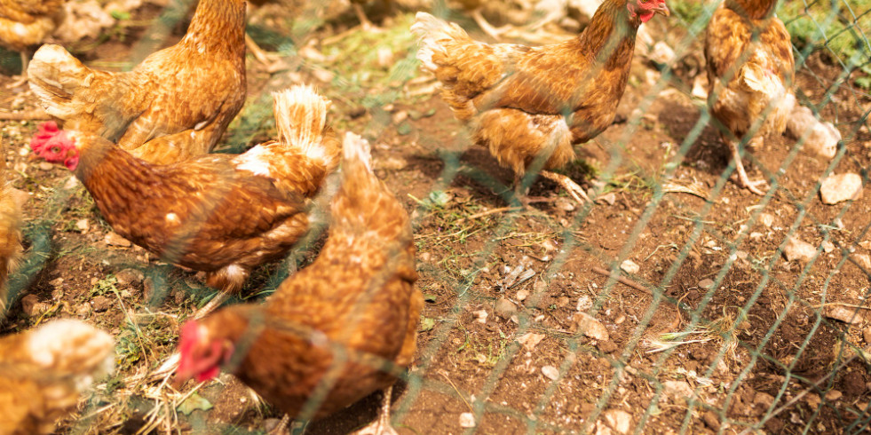Una veterinaria española participa en un estudio para controlar la campylobacteriosis en pollos