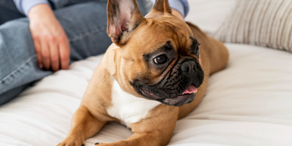 Comparan la extrusión discal entre razas de perros: bulldogs franceses los más jóvenes
