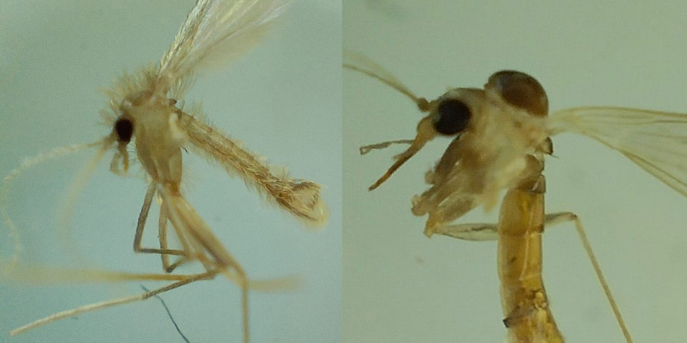Detección de vectores de leishmaniasis en la Amazonia ha redefinido el mapa de su distribución geográfica