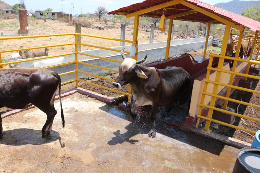 Certifican a 28 médicos veterinarios para la erradicación de la tuberculosis bovina en Edomex