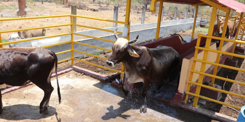 Certifican a 28 médicos veterinarios para la erradicación de la tuberculosis bovina en Edomex