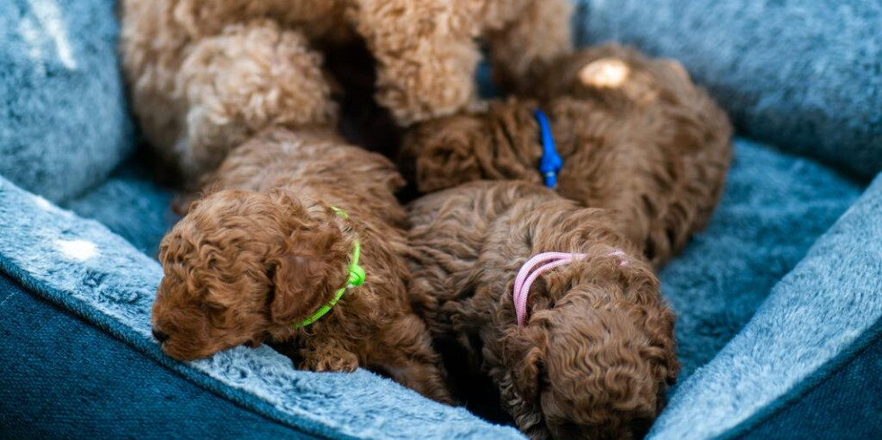 Desmantelan un grupo dedicado a vender por internet crías de perro con documentación alterada
