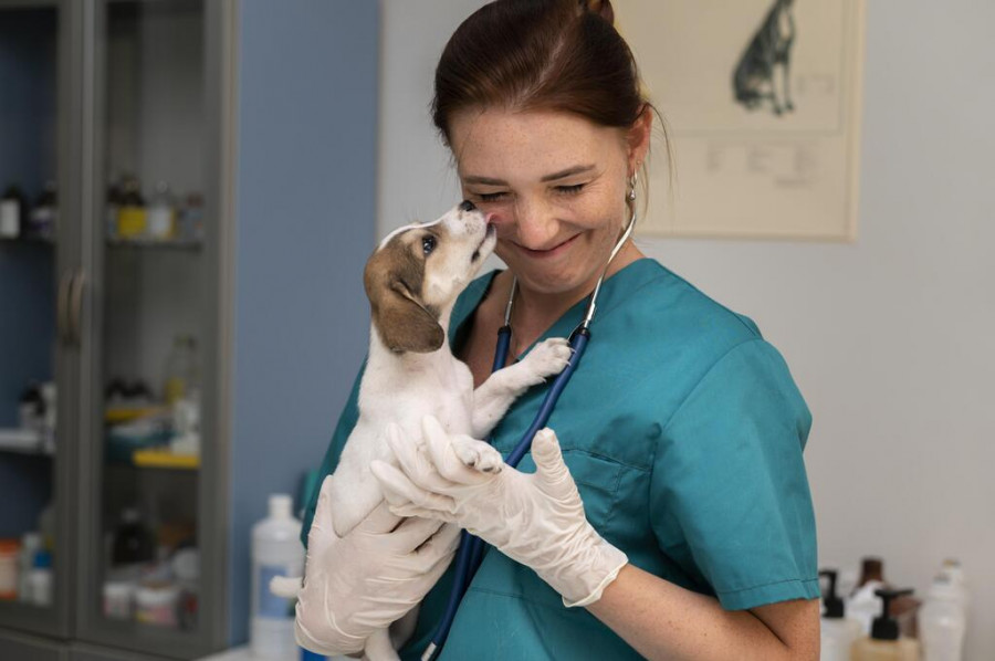 veterinaria