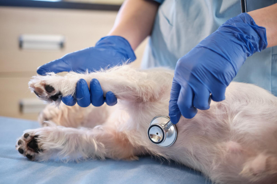 Métodos ecográficos corazón perros dirofilariosis
