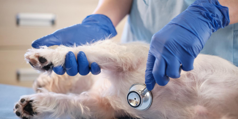 Veterinarios españoles comparan métodos ecográficos para evaluar el corazón en perros con dirofilariosis