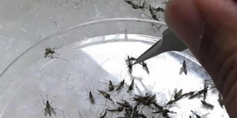 Exploran en España la relación entre el microbioma del mosquito y su capacidad para transmitir el virus del Nilo