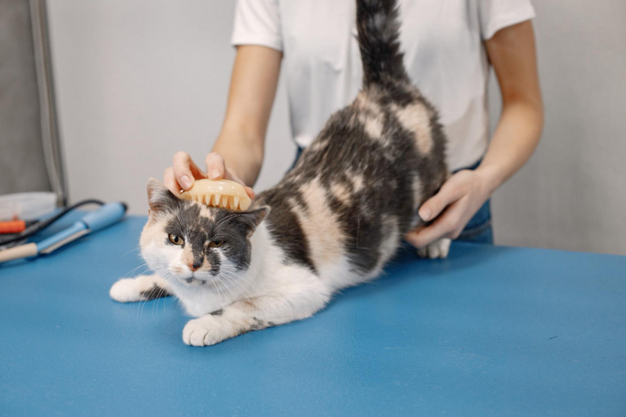 prueba diagnóstico peritonitis infecciosa felina