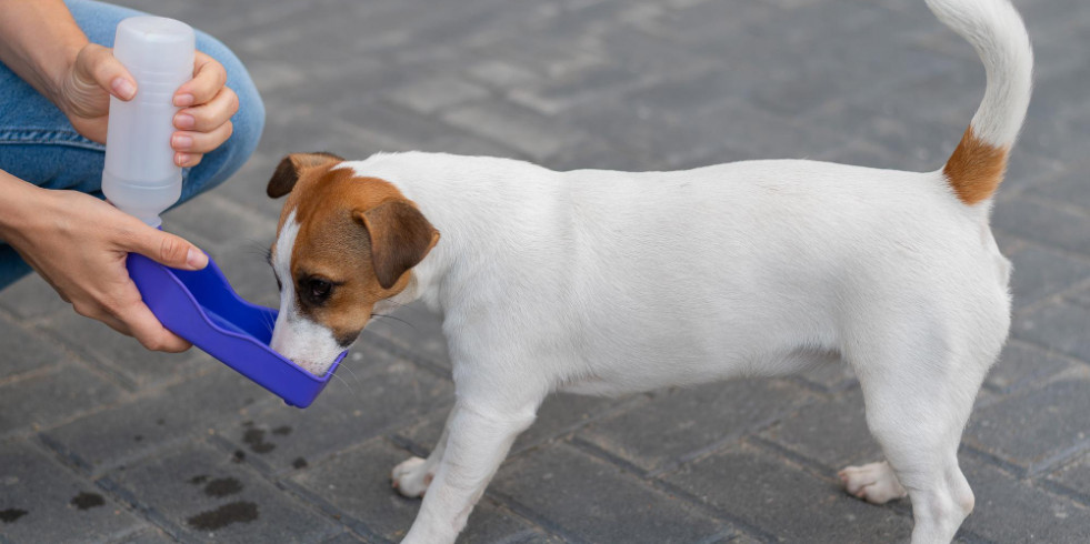 Hallan que la edad es clave para desarrollar cristales en perros con leishmania tratados con alopurinol