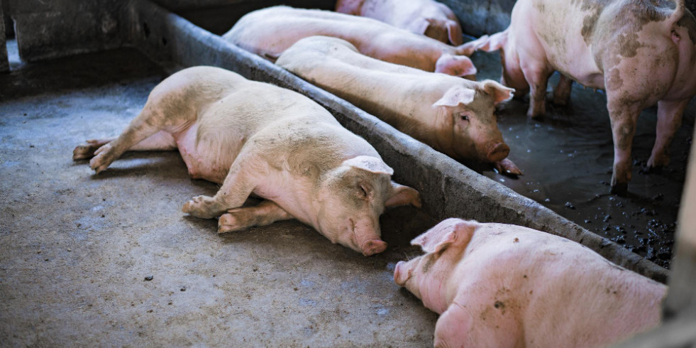 Guía para veterinarios no especializados en cerdos para mejorar el diagnóstico de enfermedades porcinas