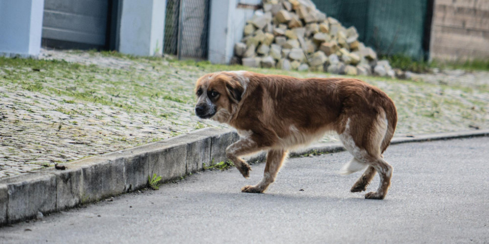 Nueva evidencia de la plasticidad del circovirus porcino-2: primera infección en perros domésticos