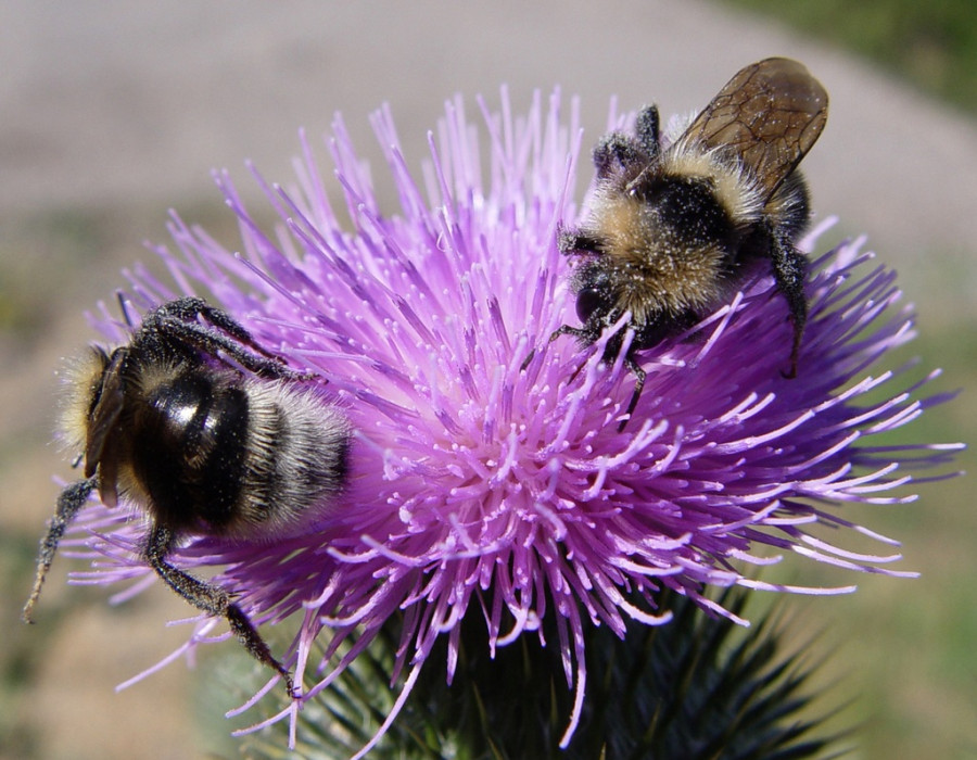 Bomus hortorum