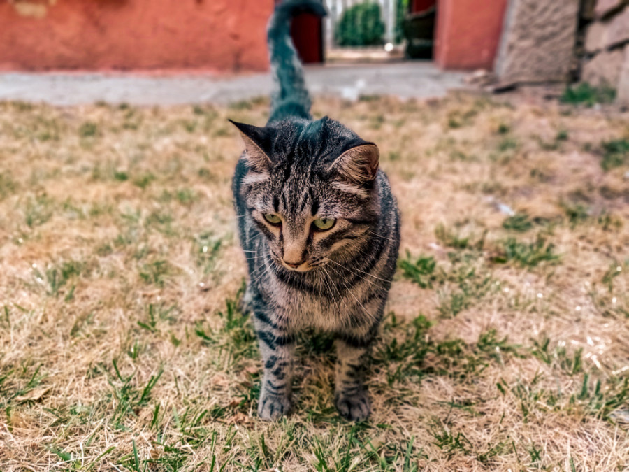 virus de la gripe aviar gatos