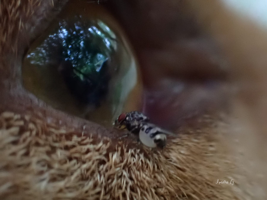 Mosca del gusano ocular García López A
