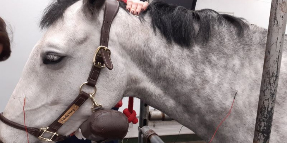 Demuestran la eficacia de la electroacupuntura para tratar el headshaking en caballos