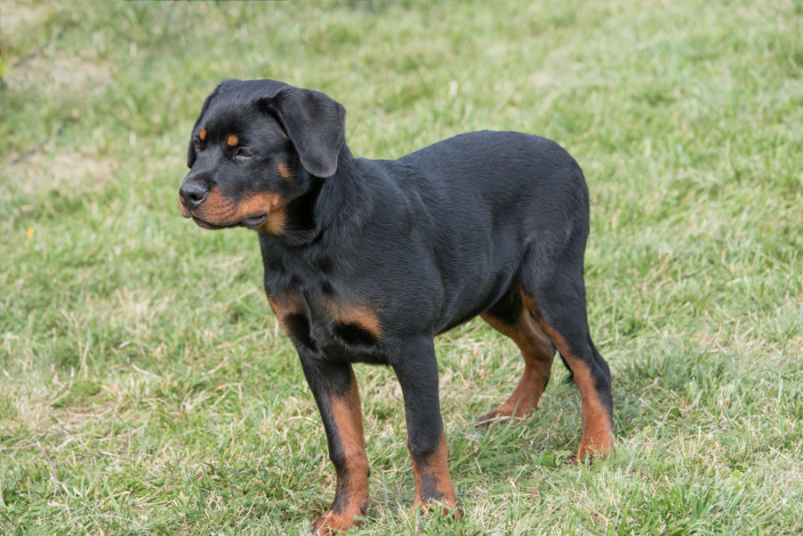 neoplasia espinal cachorro