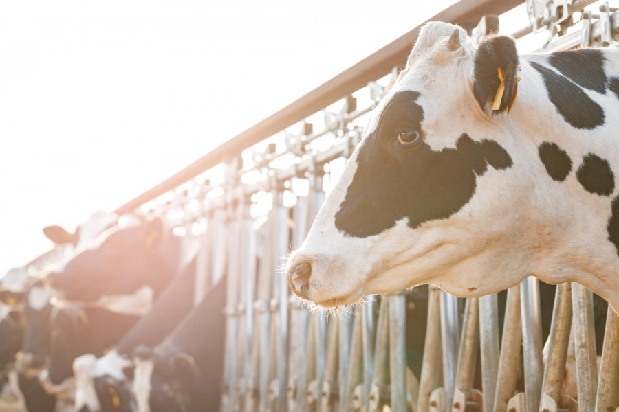 Prevén que las pérdidas de producción de leche por estrés térmico aumentarán cerca del 30 % para 2050
