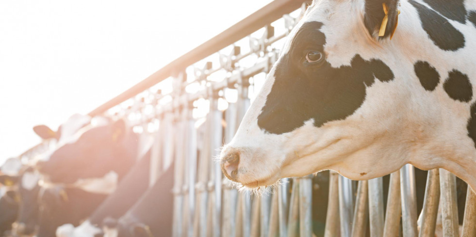 Prevén que las pérdidas de producción de leche por estrés térmico aumentarán cerca del 30 % para 2050