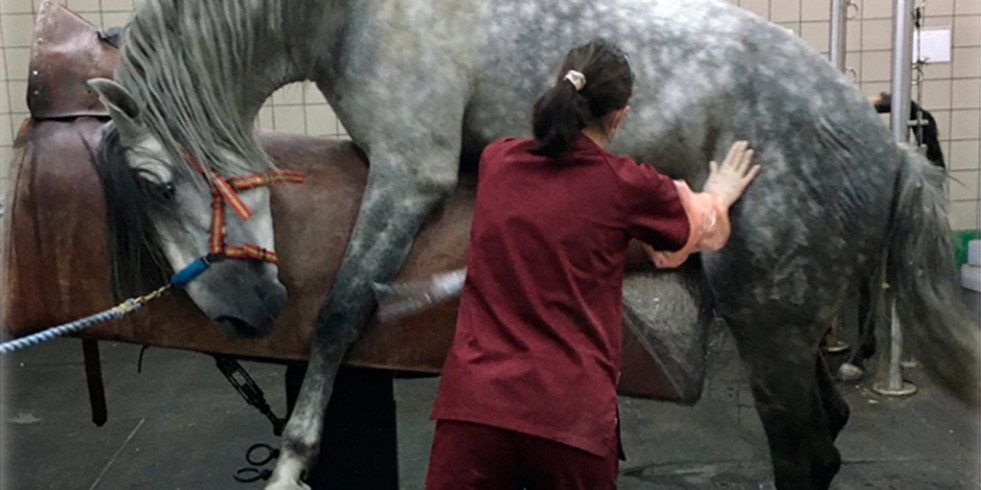 Españoles estudian métodos alternativos para procesar el semen de caballos reduciendo el uso de antibioticos
