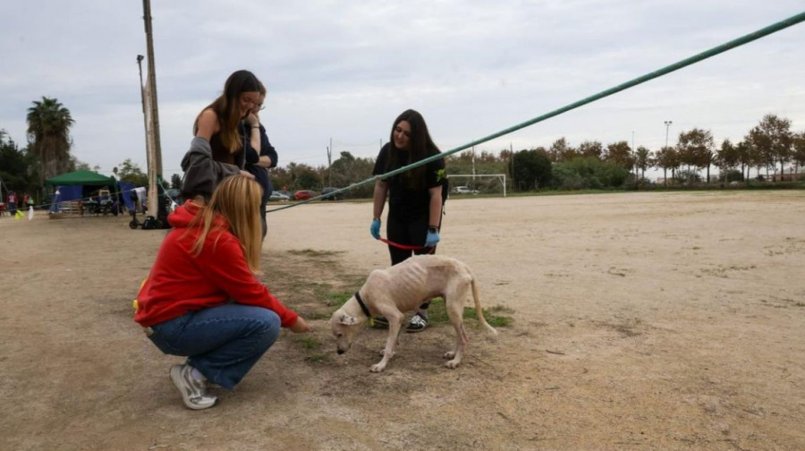 Los grandes olvidados de la DANA: hasta tres meses después siguen apareciendo animales muertos