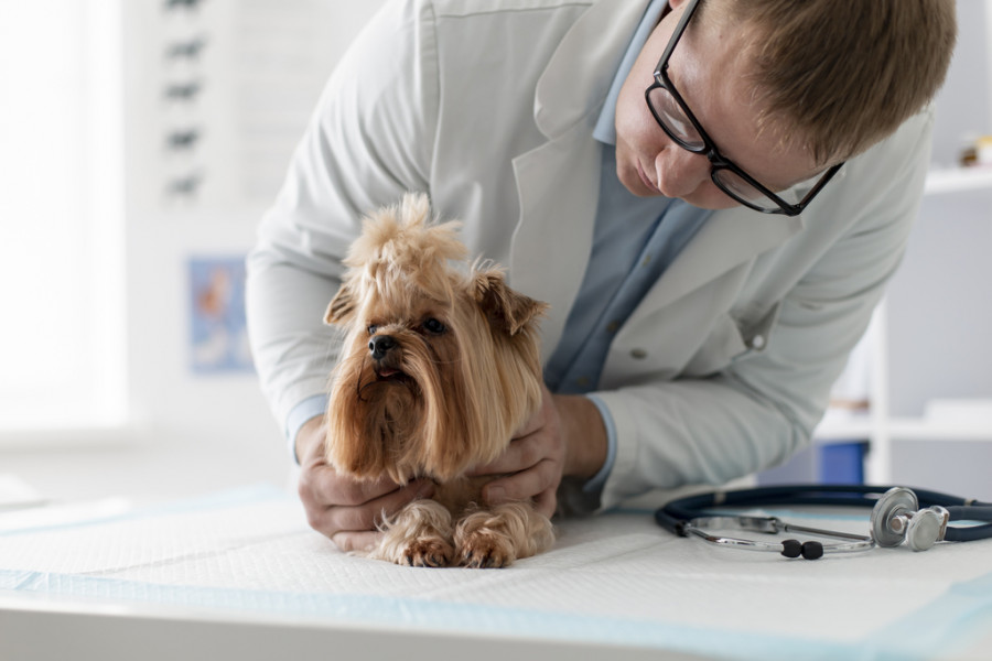 Enfermedad renal perros tratamiento